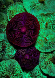 Fluorescing Hypholoma fasciculare & Cortinarius persplendidus